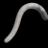 Seal Point Cat Tail